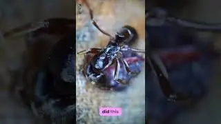 Why was the 🐜 Angry? #viral #fyp #microscope #explore #andonstar #microscope
