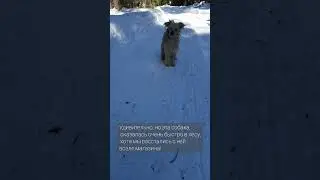 #лес