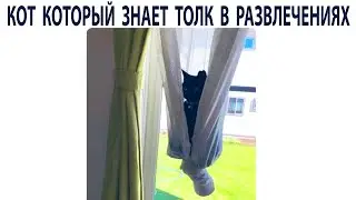 Мемы 2021 года сентябрь. Минутная подборка мемов c котами за день