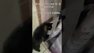 Kitties Still HATE gay cat dads... 