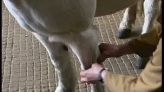 Equine Sports Massage Association - Massage Techniques