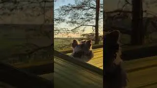 hammock 