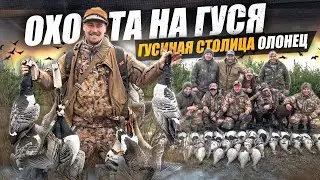 Охота на гуся. Гусиная столица Олонец.Трофейная охота на гуся.