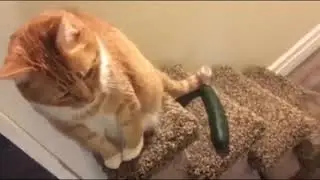 Komik Kedi Ve komik köpek Videoları