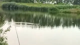 Толстолоб играет в штиль... Но не берёт!