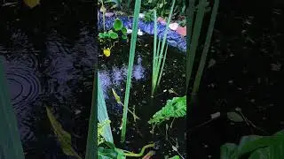 Карп KOI .Выходят на вечернюю кормёшку.#fishing #fish #carp #koi #koifish
