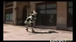 Crazy Cow I Like To Moo