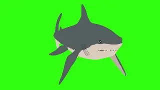 Shark Animation 
