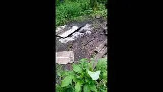 собираем зверобой