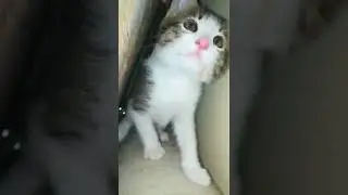 funny cats #funny