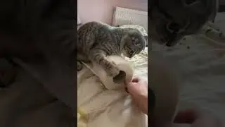 A very playful Scottish fold cat is ready to tear everything in its path!