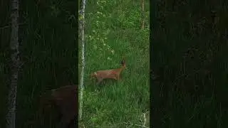 Косуля в проекте «Дубрава» 