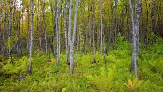 Осиновый лес в Мурманской области