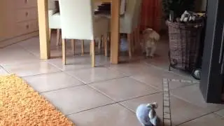 Max & Skipper I