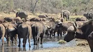 Buffalo and Elephant herds unite at a dry River bed. #wildlife #safari #nature #krugerparksafari