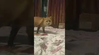 #лиса