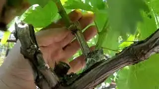 Нормировка винограда пагонами на арке