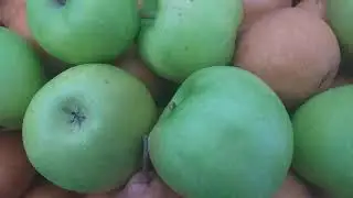 Дегустация перспективных сортов. Яблоня Траши-7. Груша Юта. Вкусовые качества сортов в конце ноября.