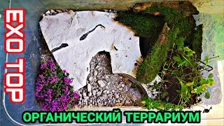 ДЕЛАЕМ ОРГАНИЧЕСКИЙ ТЕРРАРИУМ! ОРГАНИЧЕСКИЙ ТЕРРАРИУМ! EXO TOP