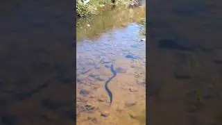 Snake Swimming Underwater 