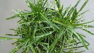 Punctatum Aureum Croton - Pictum Croton