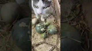 Небывалый урожай арбузов Наша крымская бахча