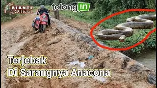 MENEGANGKAN..!! TERJEBAK DI SARANG ANACONA || PERKEBUMAN KALIMANTAN