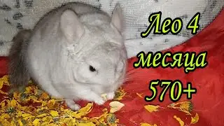 Бежевый фиолет. Шиншиллёнку 4 месяца.