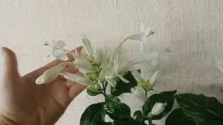 #цветениеуайтфельдия