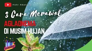 3 (Tiga) Cara Merawat Aglaonema di Musim Hujan, dan Persiapan Give Away II