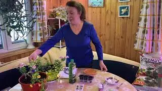 КАЛИБРАХОА, посев семян на рассаду!
