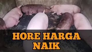 Harga Meroket Naik, Peternak Babi Gembira