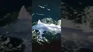 Peixe em fúria ataca barco de pescadores!