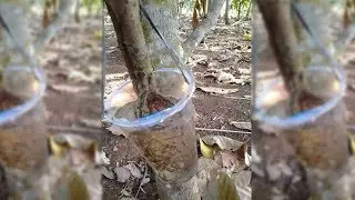 HOW TO TRANSPLATE PLANTS WITH WATER