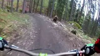 Медведь напал на велосипедистов /Bear on the Bikepark