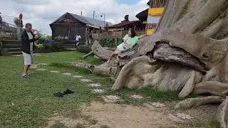 Древнее 700 летнее дерево Бали -Kayu Putih.27.08.24