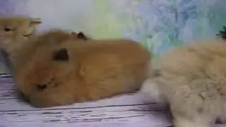 Karzełki Teddy z Miotu O i P Teddy Bunny