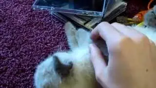 I know I haven't posted in a while but look! KITTENS!