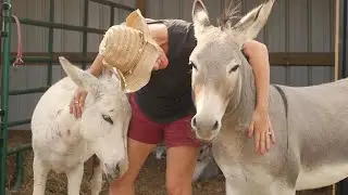 DONKEY CASTRATION DAY