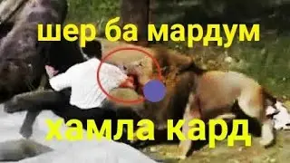 ШЕРХО БА МАРДУМ ХАМЛА КАРДАНД