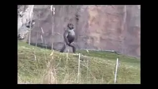 Бибизян орет ээ ара ты чо