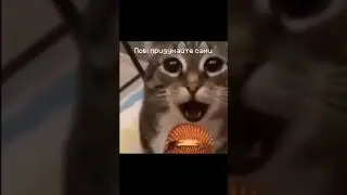 #кот #раша #mem