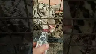 🐯:We are playful tigers!!!