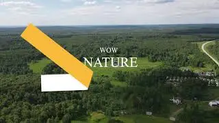 Nature from birds fly