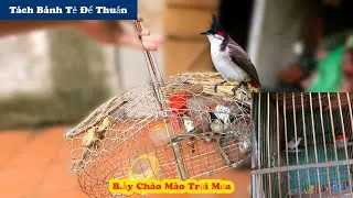 Separating Bulbuls from Banh Te into Cages to Tame and Trapping Crested Birds in the Rain // Fight