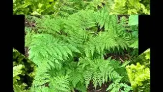 ЩИТОВНИК  (DRYOPTERIS)  Папоротник подсем. Щитовниковые