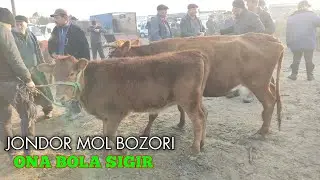 JONDOR MOL BOZORI ONA BOLA SIGIR NARXLARI