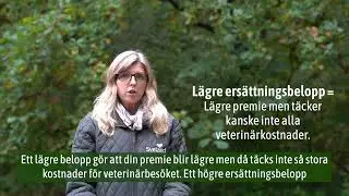 Svelands Lilla Försäkringsskola - Del 3: Veterinärvårdsförsäkring, vad innebär det?