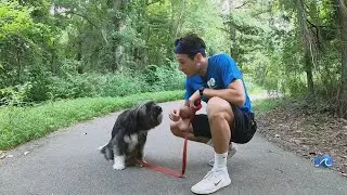 Science with Steve: Keeping pets safe in summer heat