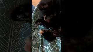 My cats 💝🫶